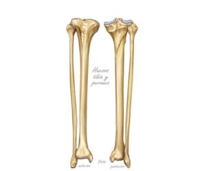huesos tibia perones