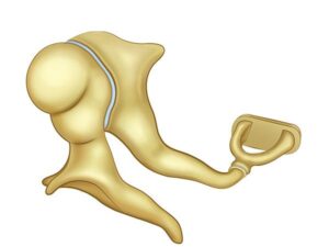 huesos timpanicos