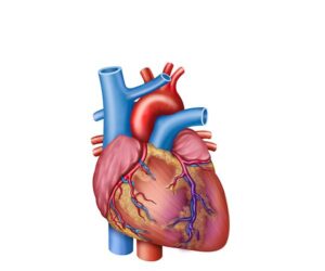 infarto del corazón
