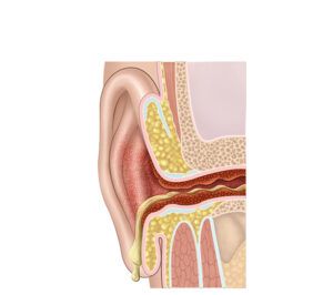 anatomia del oido
