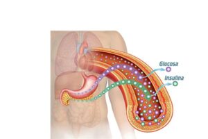 insulina y glucosa normal
