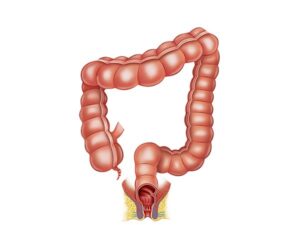 intestino grueso