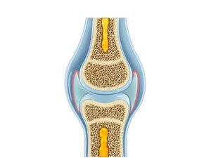 knee cartilage
