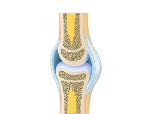 knee cartilage diagram