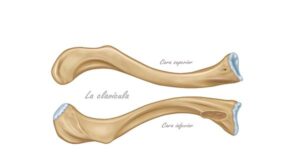 la clavicula
