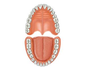 la dentadura humana