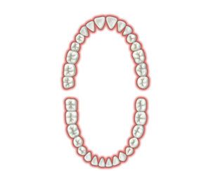la dentadura humana