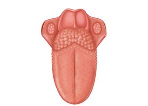 la lengua