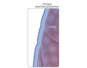 la pleura pulmonar