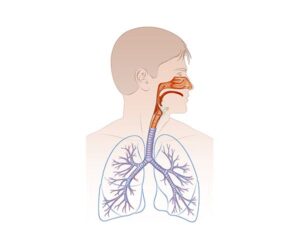 la respiración