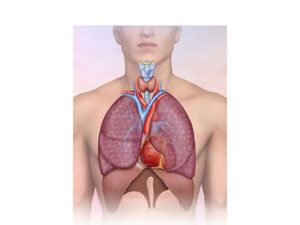 las vias respiratorias