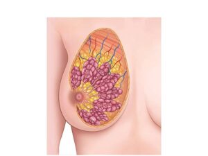las mamas anatomía