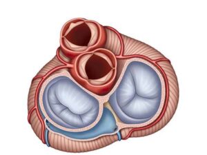 las valvulas del corazon