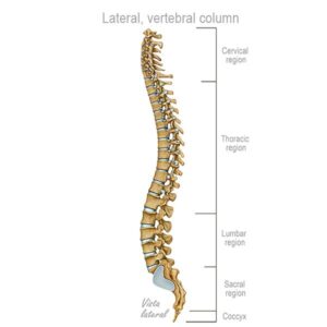 lateral vertebral classification