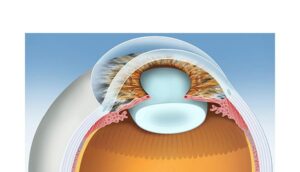 lens of the eye