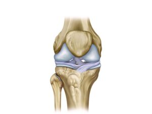 ligamentos de la rodilla