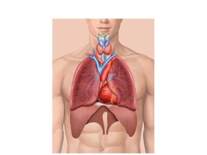 los pulmones y diafragma