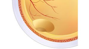 macula and fovea of ​​the eye