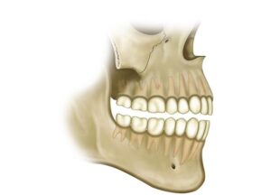 mandibula y maxilar