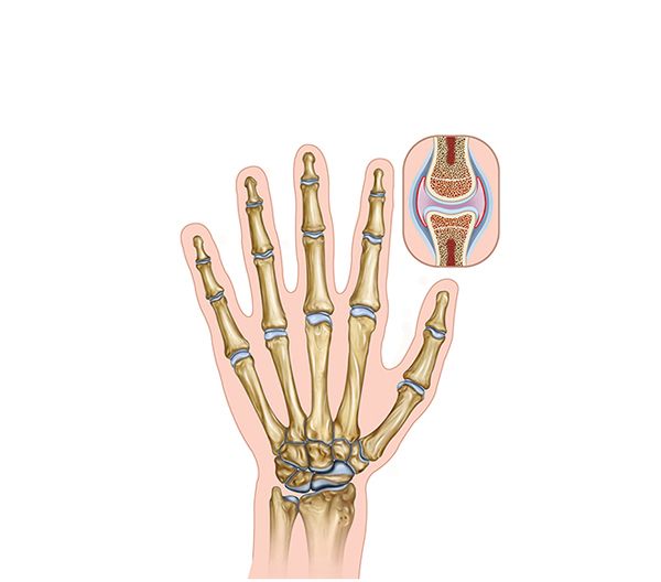 morphology of the hand morphology of the hand