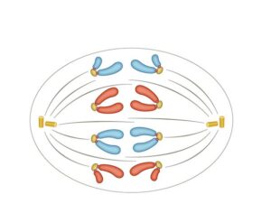 meiosis