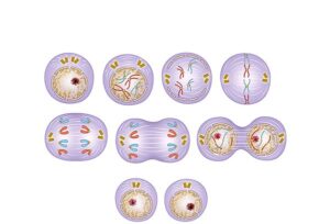 meiosis multiplicación y crecimiento celular