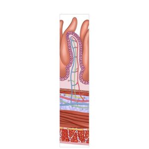 microvellosidad intestino delgado