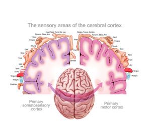 homúnculo cerebral