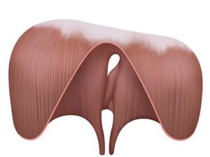 musculo diafragma