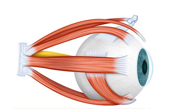 musculos del ojo musculos del ojo