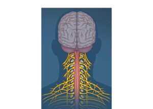 nervios espinales cervicales