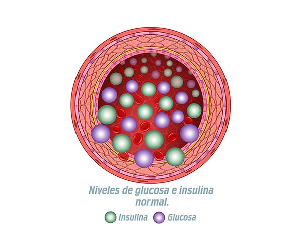 niveles glucosa e insulina niveles glucosa e insulina