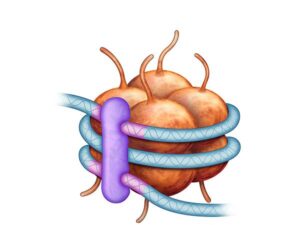 nucleosoma