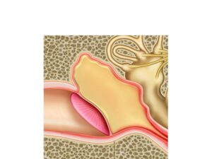 anatomia del oido