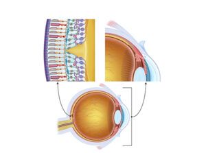 fisiología de la visión