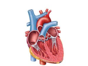 plano sagital corazon