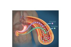 produccion de insulina y glucosa
