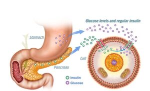 produccion glucosa e insulina