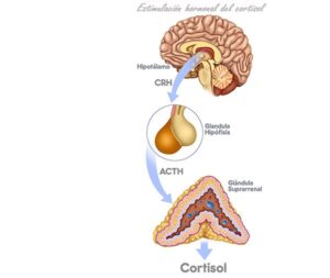 producción secreción del cortisol