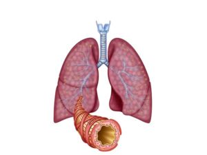 pulmones y bronquio