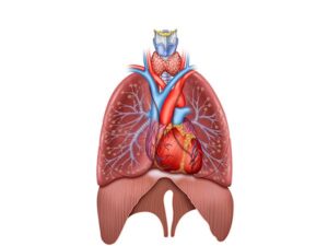 pulmones y diafragma