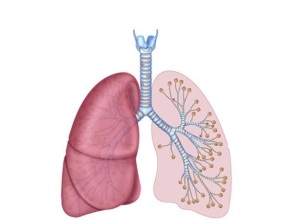 pulmones y ramificacion bronquial pulmones y ramificacion bronquial