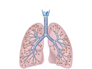 pulmones y traquea