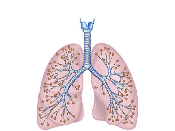 pulmones y traquea pulmones y traquea