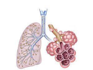 pulmones y arveolos