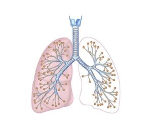 ramificacion bronquial pulmonar