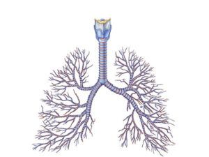 ramificación bronquio pulmonar