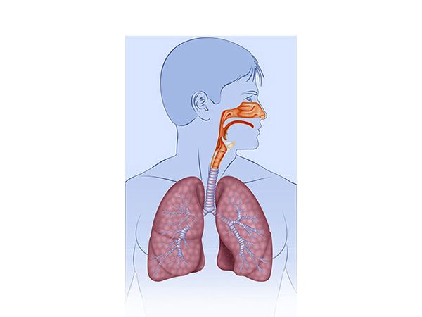 respiratorio respiratorio