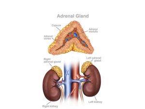 riñones y glandula adrenal