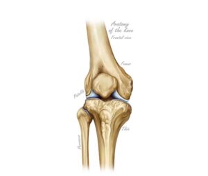 rodilla vista frontal